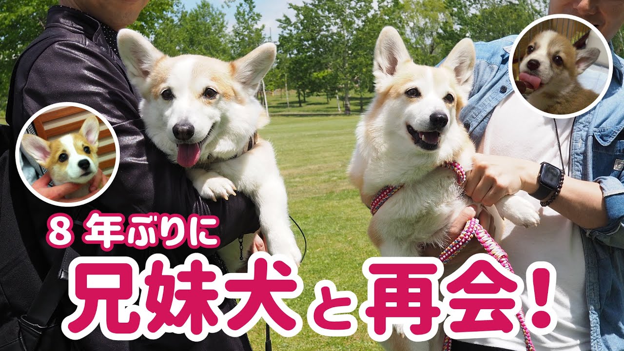 兄妹犬と8年ぶりの再会 そっくり成長 Youtube