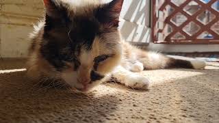Just a cat enjoying the sunshine by Cookie the Calico 7,351 views 1 year ago 2 minutes, 3 seconds
