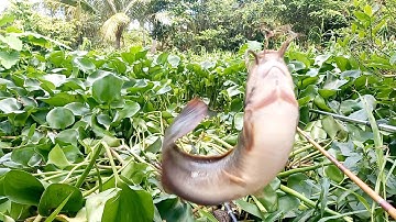 câu cá ổ cá thiên nhiên ngồi một chỗ đụng ổ cá sông giật không kịp móc mồi