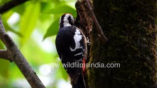 Himalayan Katphora or Rufous-bellied Pied Woodpecker at wildiflmsindia Motidhar conservation forests