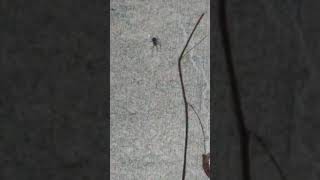 Technically a spider stole our vehicle- big web
