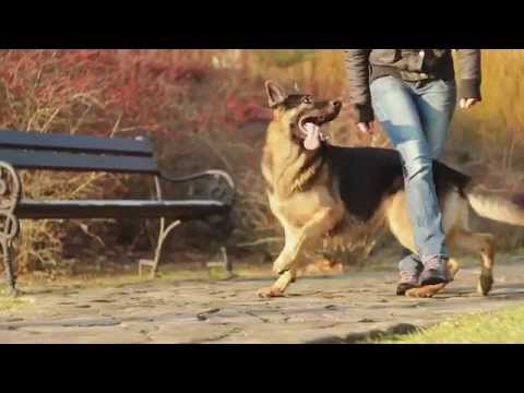 Video: Kaip Mokyti Vokiečių Aviganį