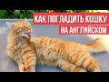 "РУЧНЫЕ" ДЕЙСТВИЯ, ДЕЙСТВИЯ РУКАМИ на английском языке (take, throw, toss, pet и др.)