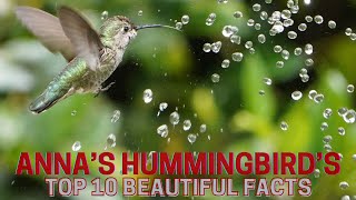 Anna’s Hummingbird | Top 10 beautiful facts