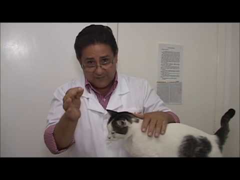 Vídeo: Como Dar Uma Injeção A Um Gato
