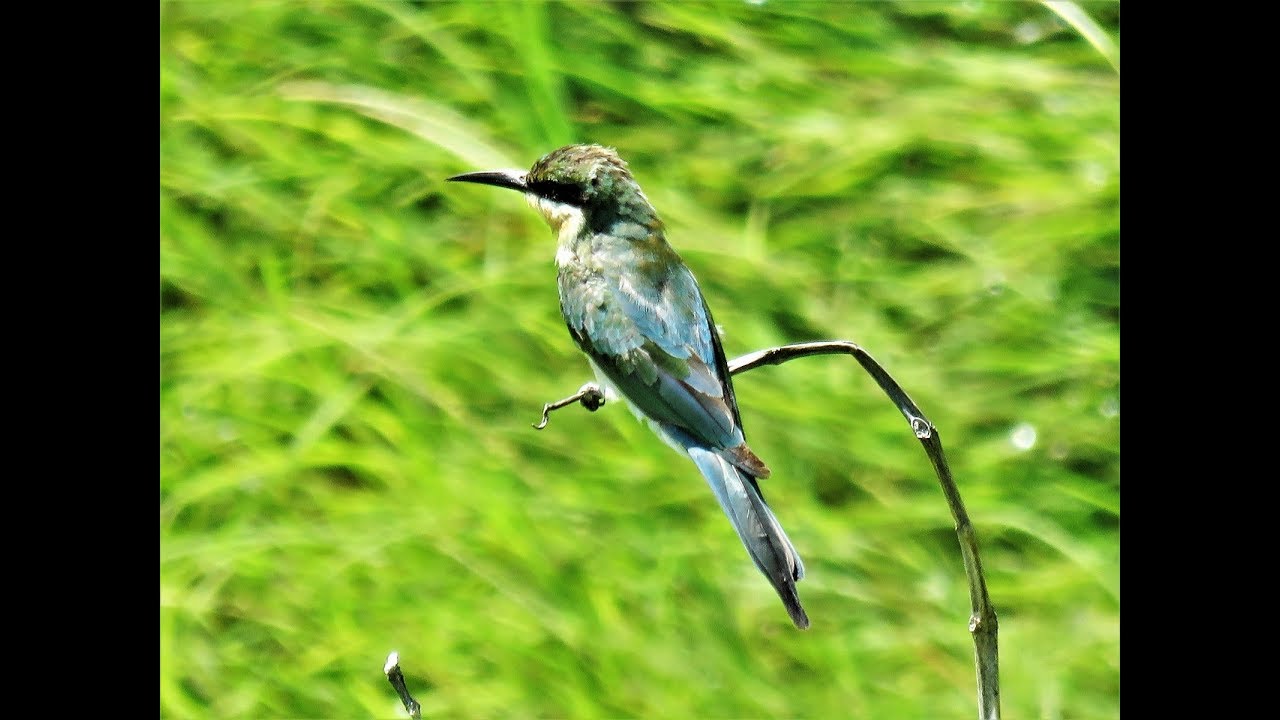 Birding and hiking in Bali