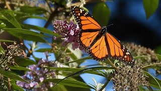 Monarch Butterflies Amazing Migration #monarch #butterfly by quote_nature 213 views 7 months ago 2 minutes, 45 seconds