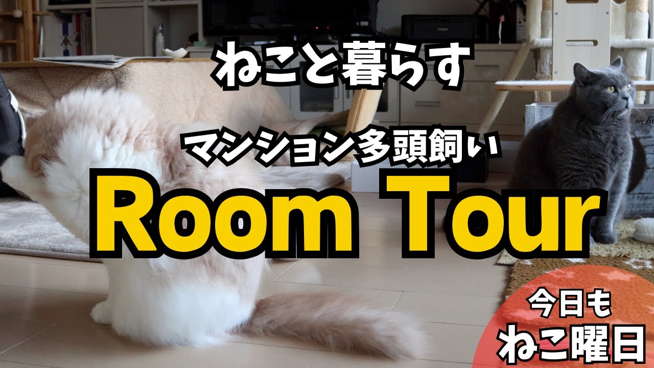 ルームツアー】猫2匹をマンションで飼う/ねこべやの工夫/ねこべやの