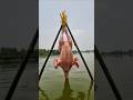 Unbelievable Big Fish Bites Whole Chicken #fishing #handfish #fish #fish #bigfish