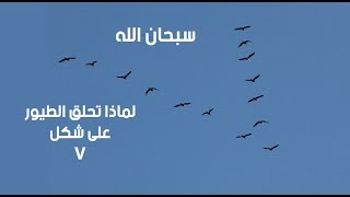 لماذا تحلق الطيور المهاجرة على شكل حرف v؟ سبحان الله