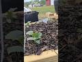 Grow Cucumbers Up High on a Budget—Simple Trellis Garden Magic! #garden  #gardening #shorts #diy