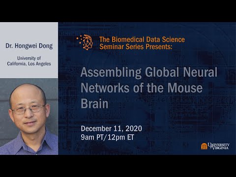 Assembling Global Neural Networks of the Mouse Brain