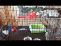 Помогите приюту кормами для кошек Приют для животных Дари добро Новосибирск
