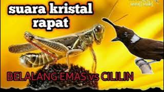 Masteran Belalang emas sambung cililin dengan jeda