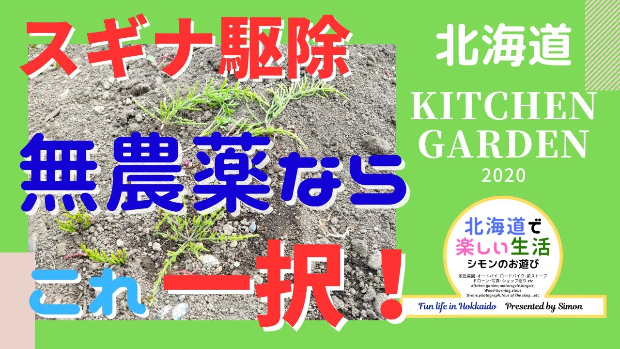 雑草のスギナを減らす 駆除 除草 方法を教えます 北海道の家庭菜園 Youtube