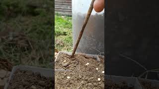 #farmlife #germinate