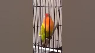 LOVEBIRD Isian Kapas tembak