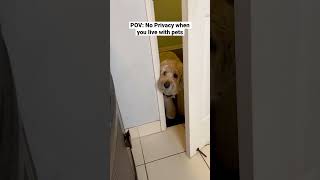 No Privacy with Pets, literally #themanniishow.com/series Profile