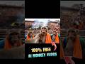Ai Monkey Vlogs Kaise Banaye | Ai Monkey Vlogs Video Editing