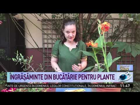 Video: Fertilizarea Florilor în Ghivece