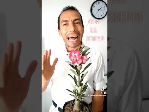 Video: Cuidado de las plantas de la rosa del desierto: aprenda algunos consejos para el cultivo de la rosa del desierto de Adenium