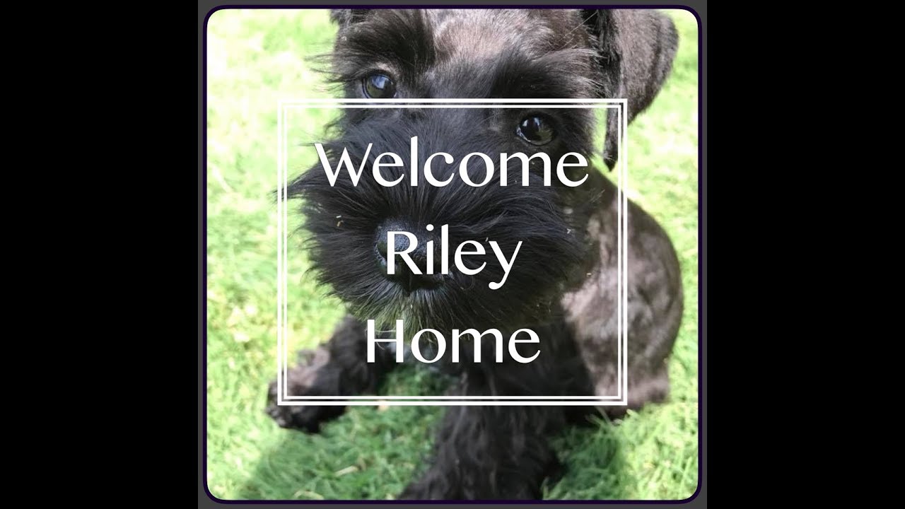 S1 Ep13 Welcome Riley Home Youtube 