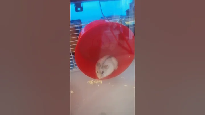 Dathans new dwarf hamster Hammy
