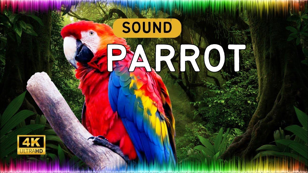 PARROT Sound effect - YouTube