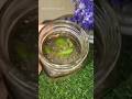 Healthy and Easy drink | Viral drink recipes #shorts#viral#recipe#cooking#trending#recipe#easyrecipe