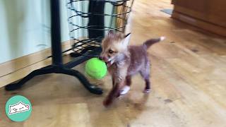 Baby Wild Fox Plays With Puppy And Gets Her Own Room | Cuddle Buddies