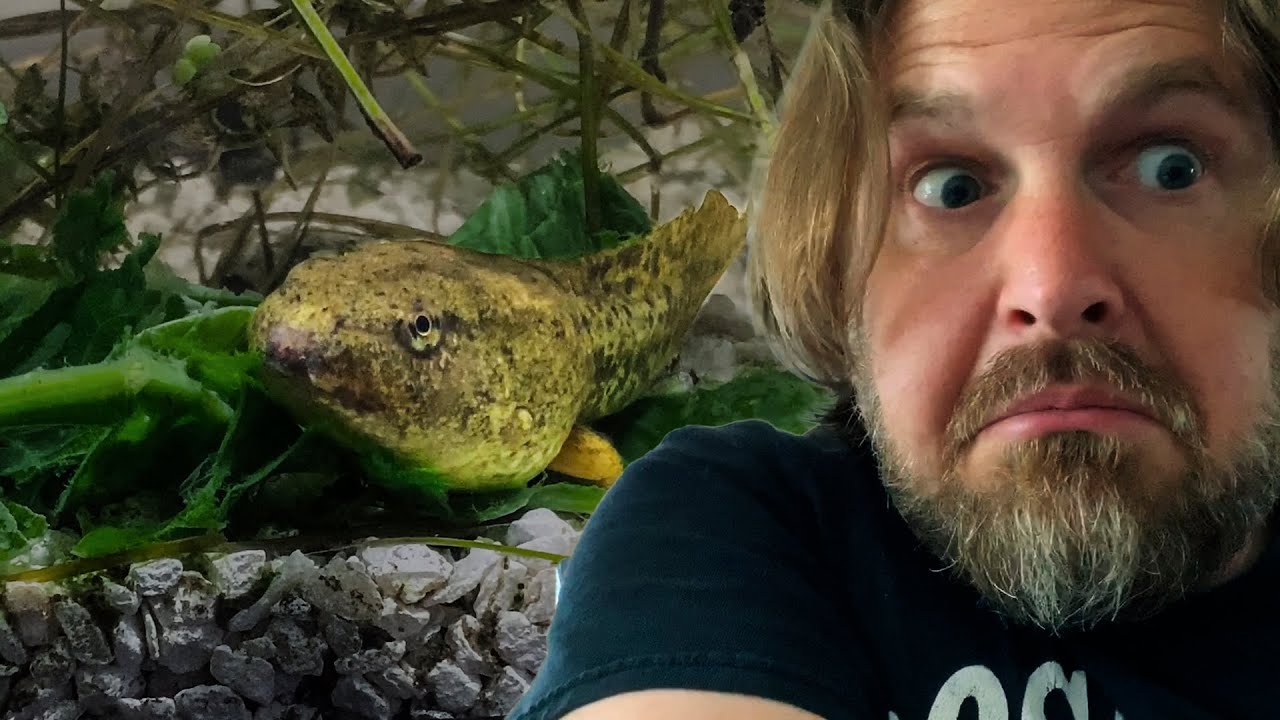 Raising Tadpoles 2020, Ep.1 - We Caught a Mega-Tadpole!!