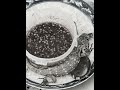 Lil Grui - TRASH LIFE 🦎