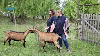 картинка: Біодинамічна козина ферма працює на Коломийщині. Тут виготовляють 30 видів сиру