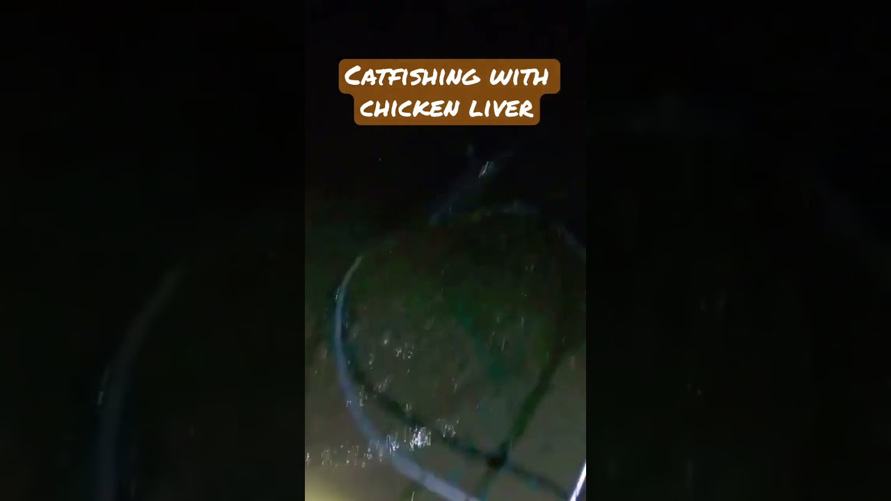 Catfishing on the Sacramento River fishing catfish shorts fish POBSE