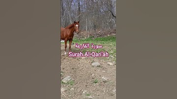 سورة القارعة Surah Al-Qari'ah | قرآن كريم| #الشيخ #قرآن #المصحف #اكسبلور