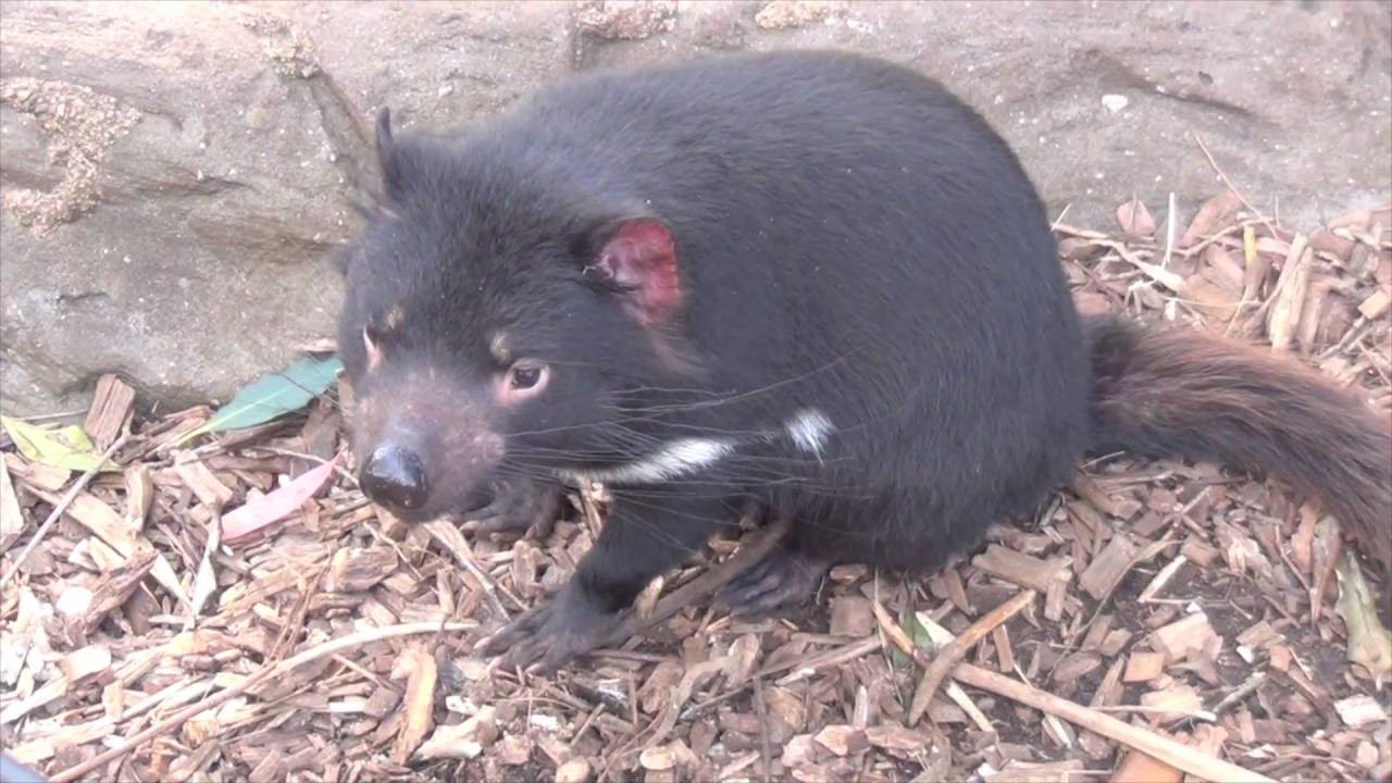 Tasmanian Devil Australian Reptile Park YouTube