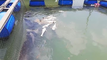 Khoảng 40 tấn cá nuôi lồng bè tại Bà Rịa - Vũng Tàu chết đột ngột