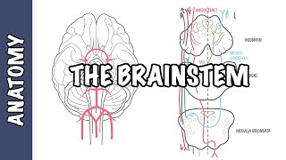 The Brainstem Clinical Anatomy  Rule of 4's, midbrain, medulla, pons