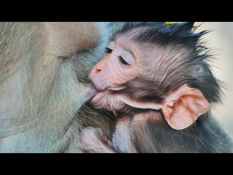 Very sweet and Sweet__ Jagger fast to drink milk mommy not wait.