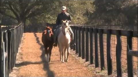 Leading a weanling while riding for leading skills and attitude naturally; training tips