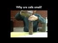 The Science Behind Cell Size and Volume Relationships