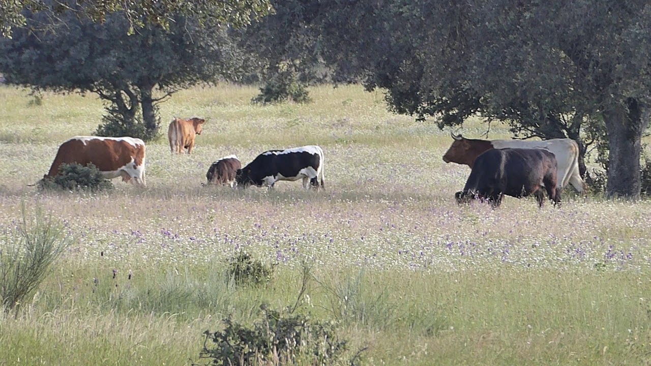 ( Ecosistema de la Dehesa ) Pastoreo del Ganado Bovino en Extensivo IV
