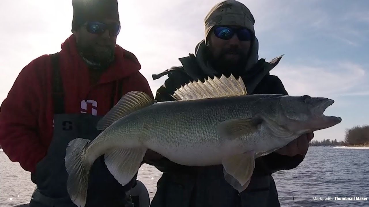 Rainy River Walleye Run *Bonus sturgeon* YouTube
