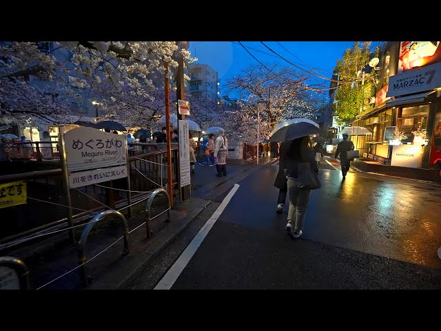 4K・ Rainy night Sakura cherry at Tokyo Meguro River・4K HDR class=