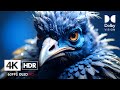 That’s what I call brightness! 2000Nits 4K HDR Video OLED Demo