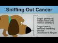 Did you know  dogs can sniff out cancer