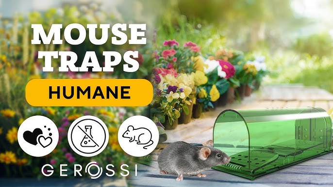 Harris Catch & Release Humane Mouse Trap