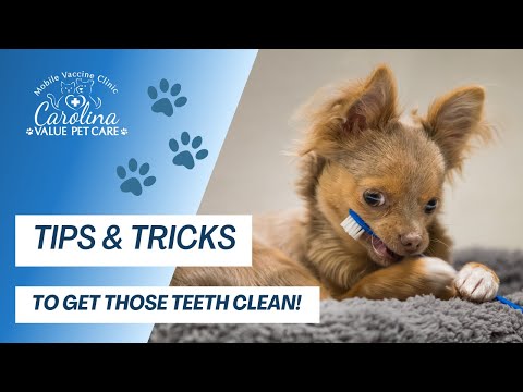 How to brush your dogs teeth successfully!