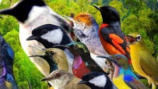 Suara pikat burung kecil 2025 bikin kepo burung liar 🦜😱👍👍👍