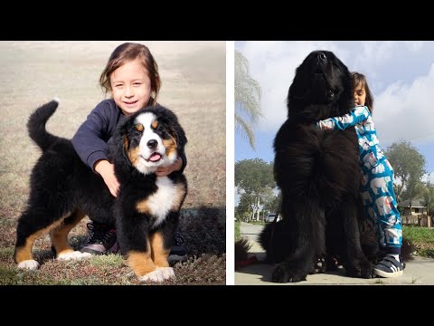 Video: 11 suņu šķirnes, kas ir maigi milži